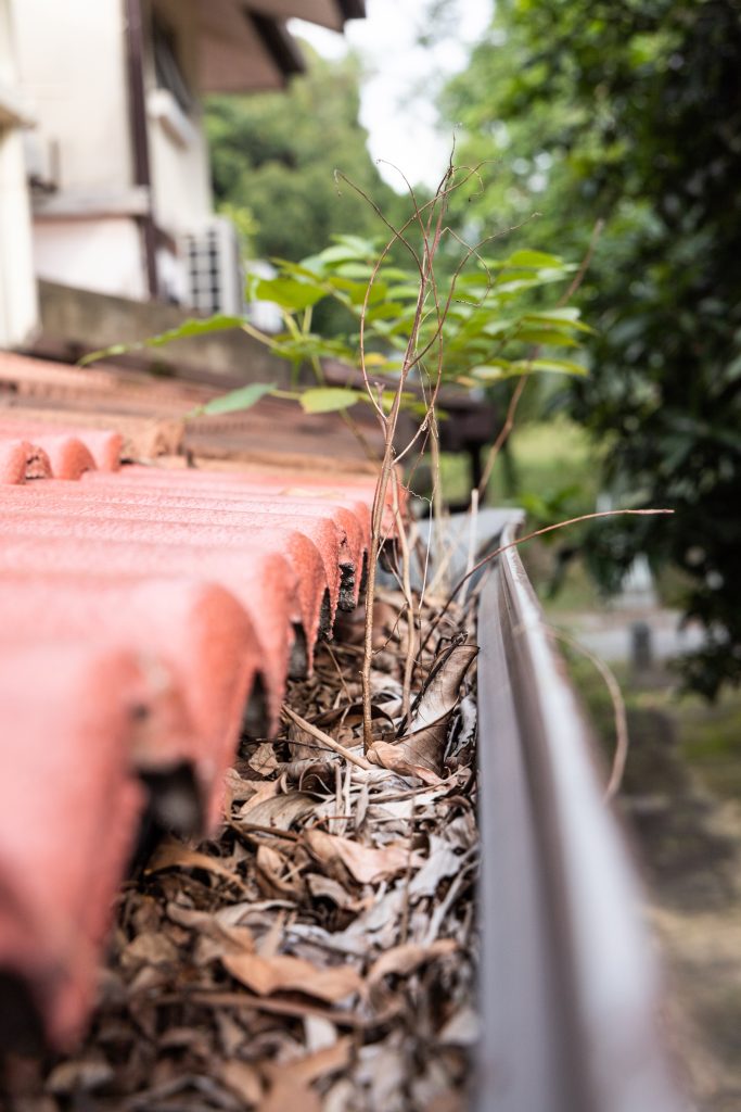 Clogged gutter with plants growing