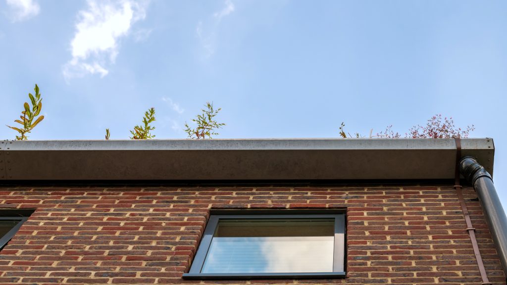 plants growing out of gutters