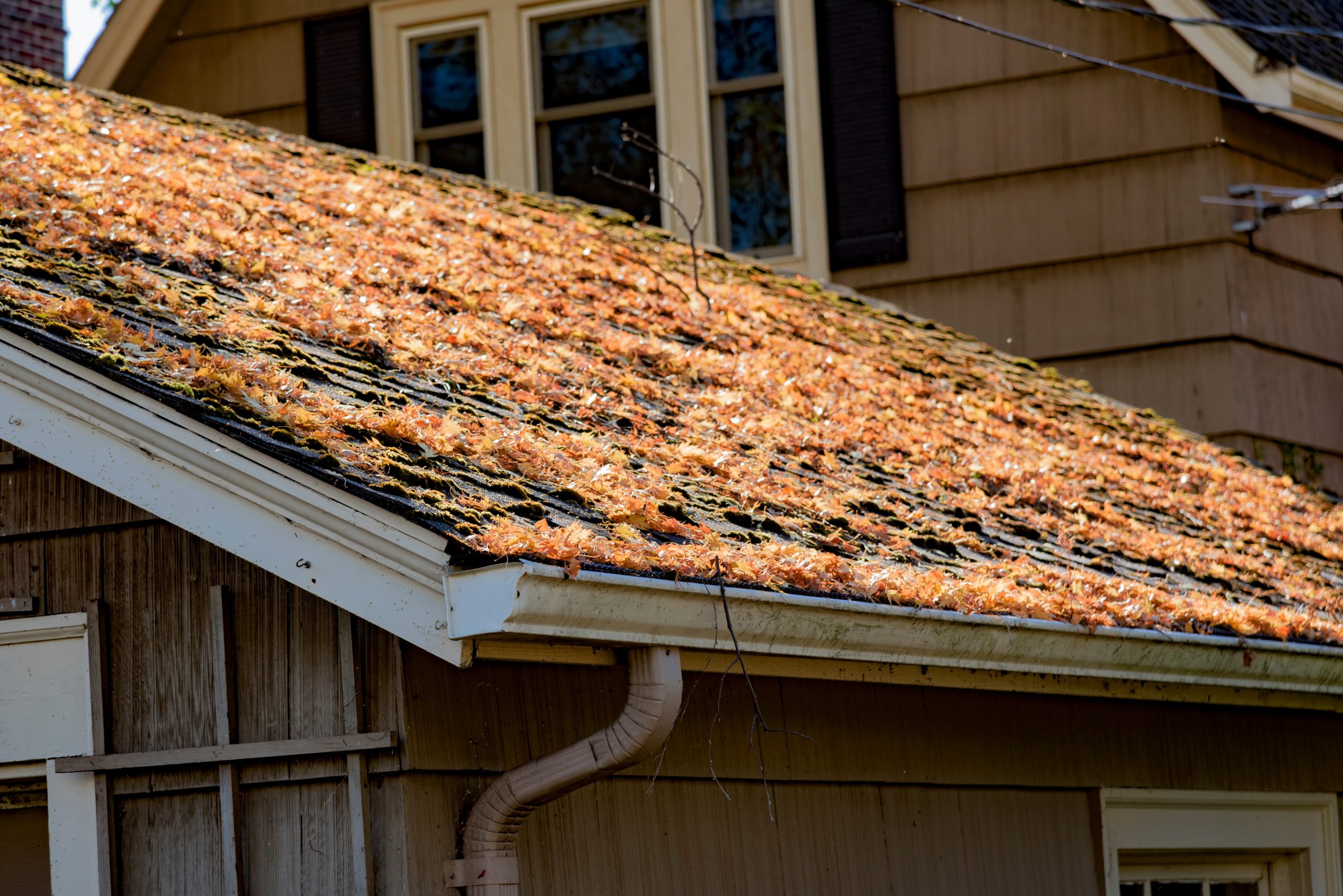 orange leaves on a roof