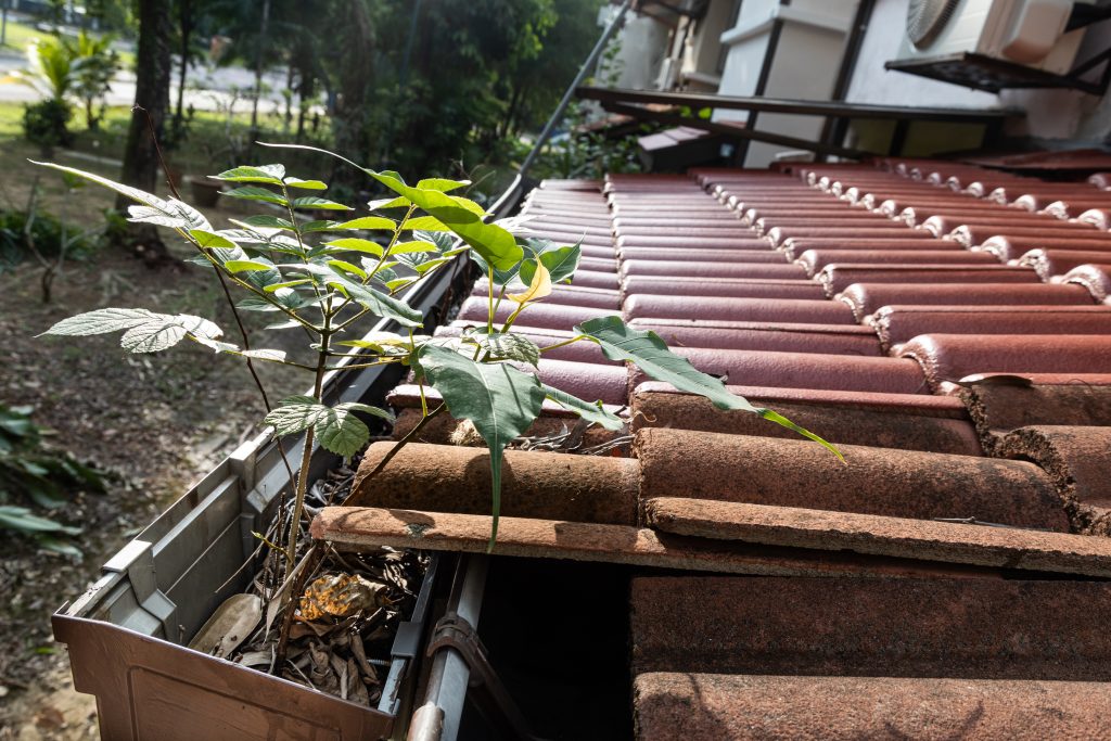 Plants growing out of rain gutter.