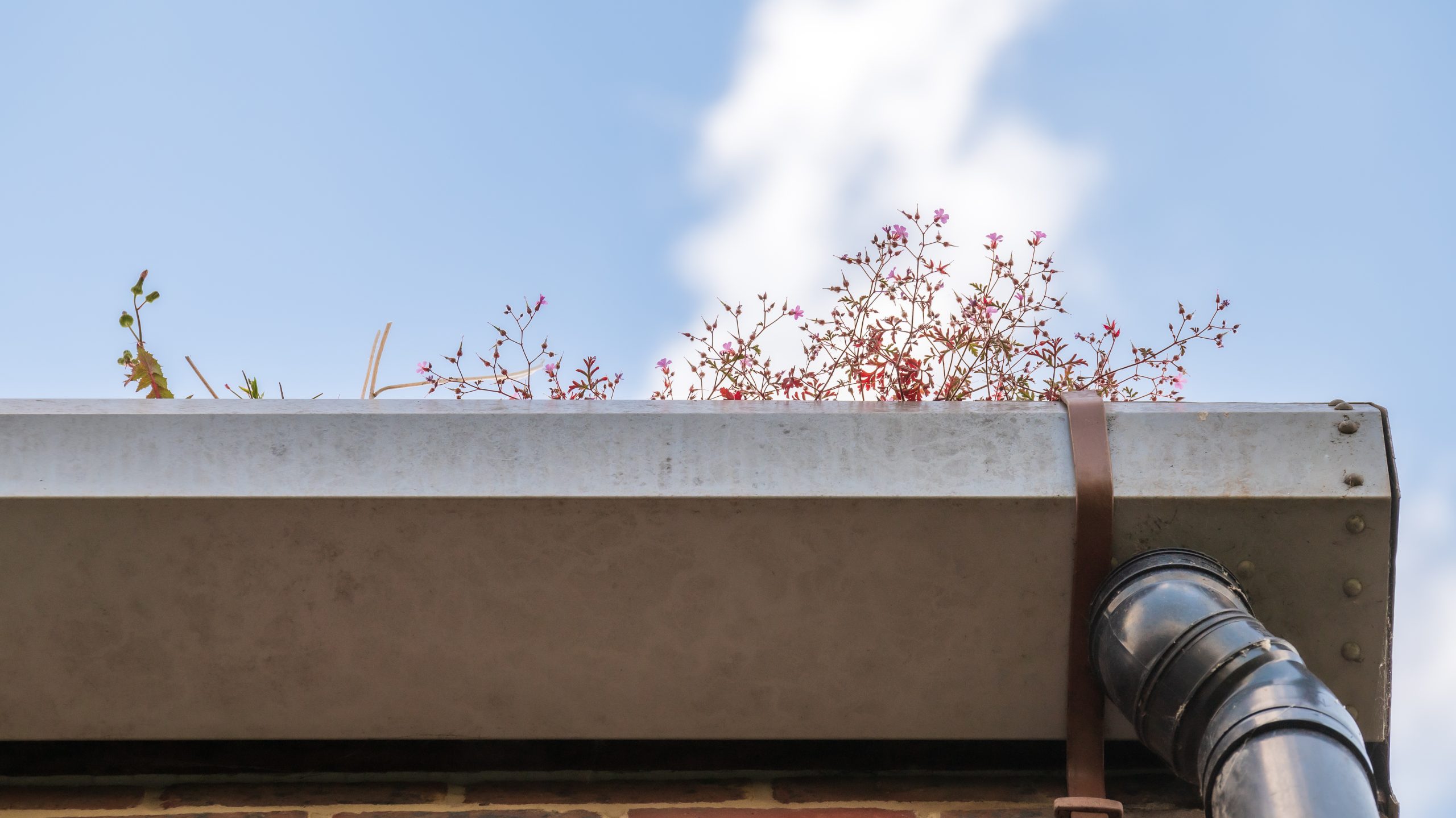 Bottom angle of larger gutters with plants
